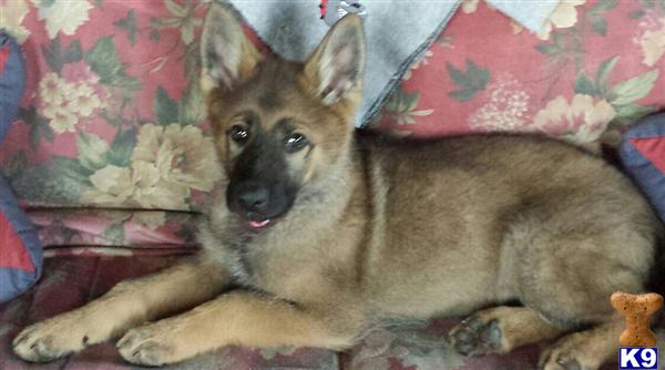german shepherd puppy posted by Halo German Shepherds